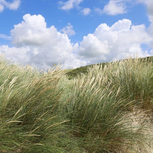 ontwerp strand duinen 1